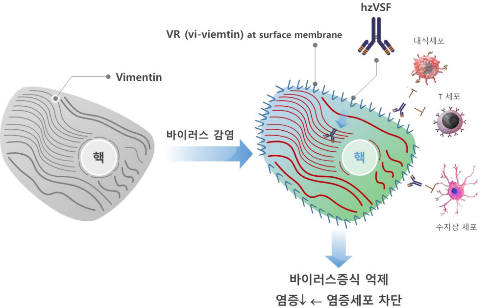 이뮨메드 hzVSF 작용기전 (자료=이뮨메드)