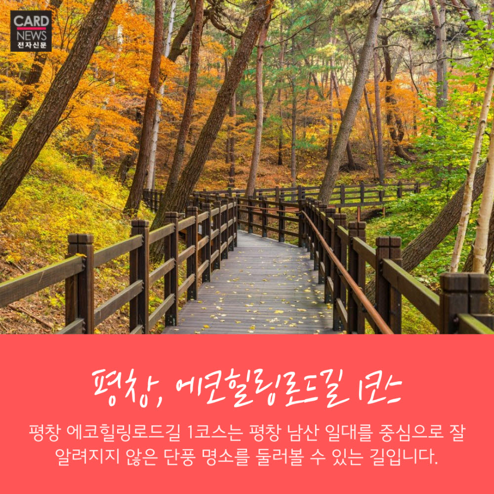 [카드뉴스]늦가을·초겨울 정취 '흠뻑' 강원도 걷기 여행길 '뚜벅'