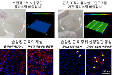 개발한 플랫폼에서 배양한 근육세포를 근육이 손상된 마우스 모델에 이식해 진행한 근육 재생 경과