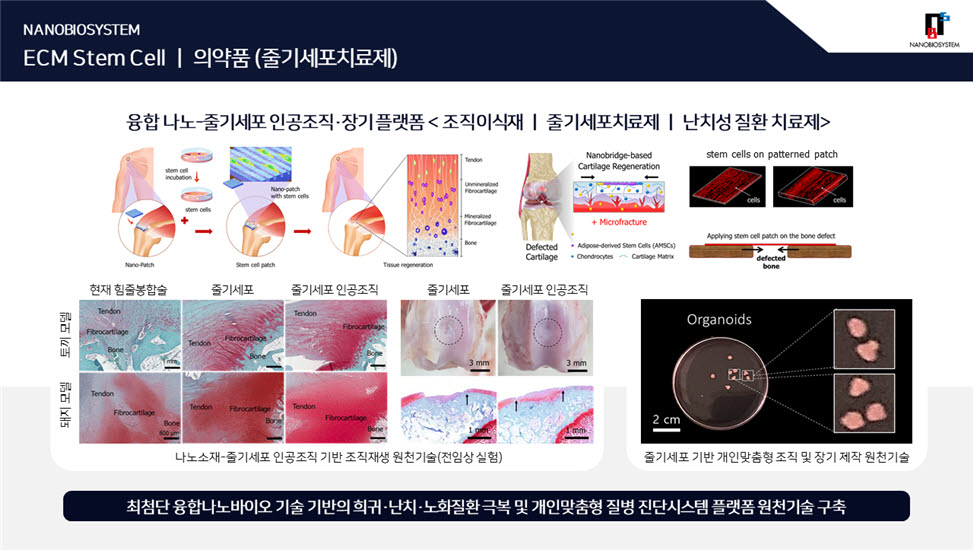 나노바이오시스템 대표상품인 융합 나노 줄기세포 인공조직 및 장기 플랫폼