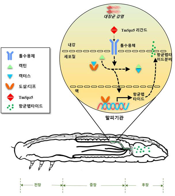 한연수 전남대 교수팀 연구성과 모식도.