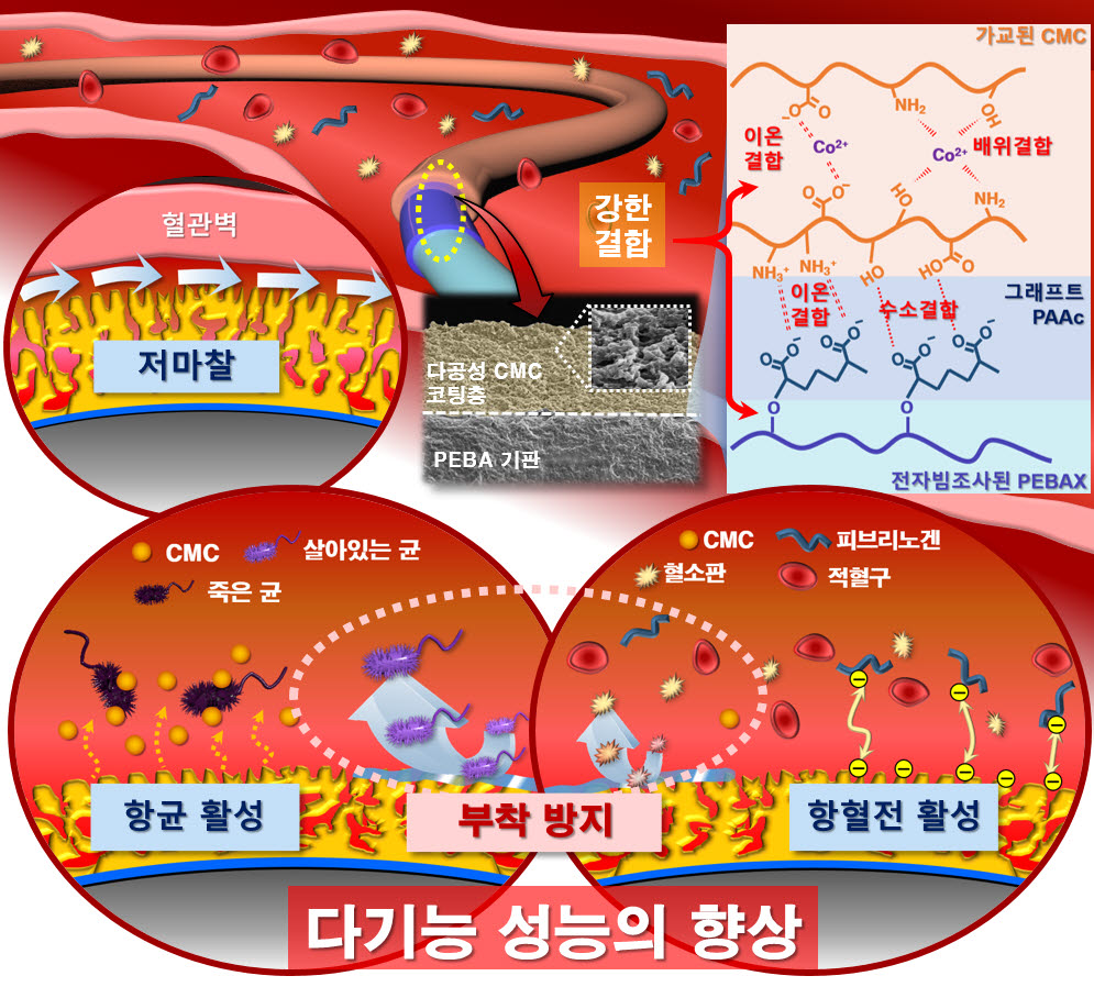 다기능성 천연 고분자 코팅된 혈관 카테터의 혈관 내 성능 작동 원리. 사진=유승화 전북대 교수