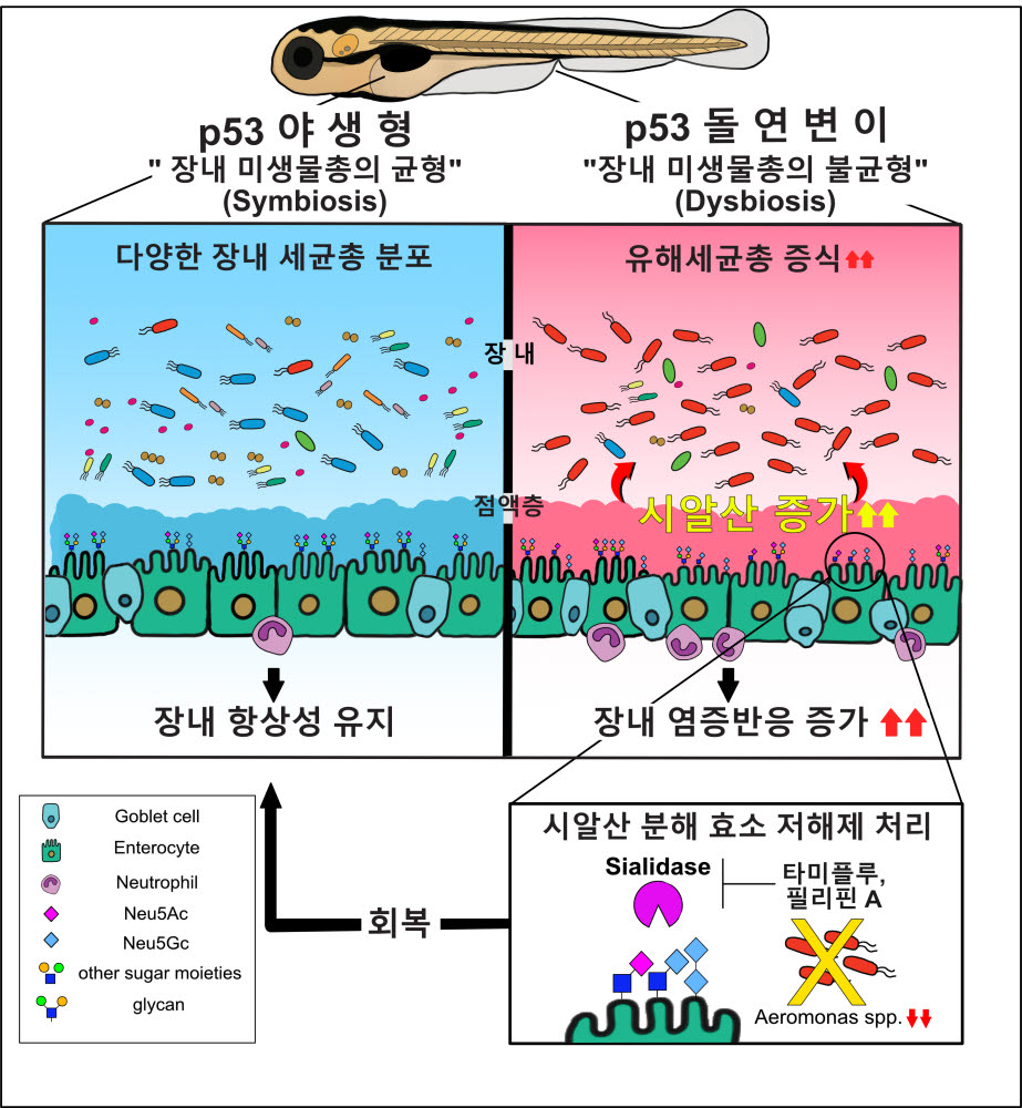 p53 돌연변이에 의한 장내 미생물총의 불균형 및 시알산 분해 효소 저해제의 효과에 대한 흐름도