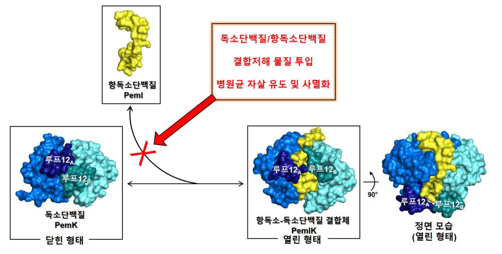 독소 단백질 PemK와 항독소 단백질 PemI의 결합 모드. 사진=이봉진 서울대 교수