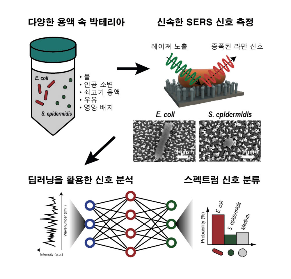 분리 없이 박테리아 증폭 라만신호를 측정하는 절차