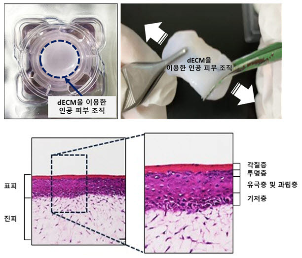 티앤알바이오팹 인공피부