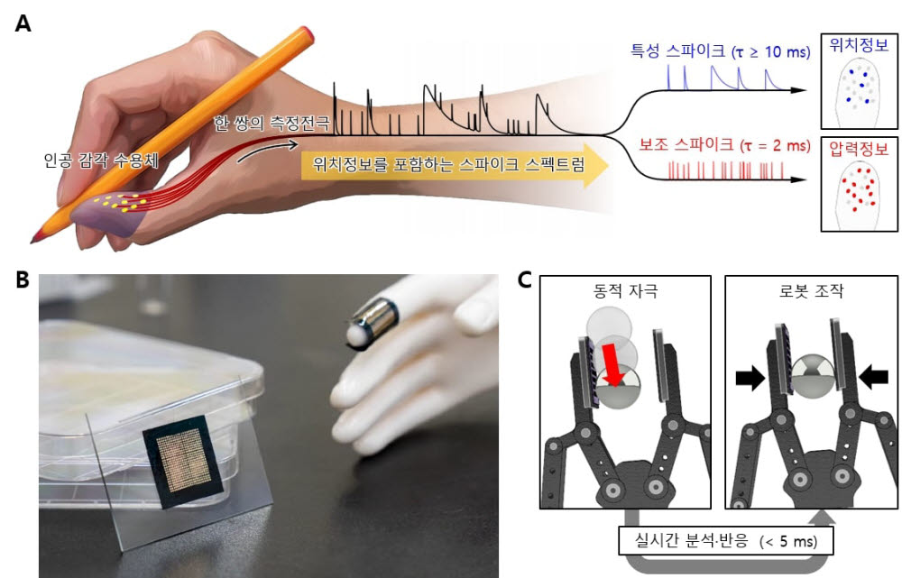 (a) 생체 스파이크 신호열 발생 방식에 기반하여 위치정보를 포함한 인공 스파이크 신호열의 발생 방식, (b) 제작된 전자피부와 이를 손가락에 착용한 모습, (c) 로봇에 전자피부를 착용하여 미끄러지는 쇠구슬을 순간적으로 감지하고 다시 잡는 모습.