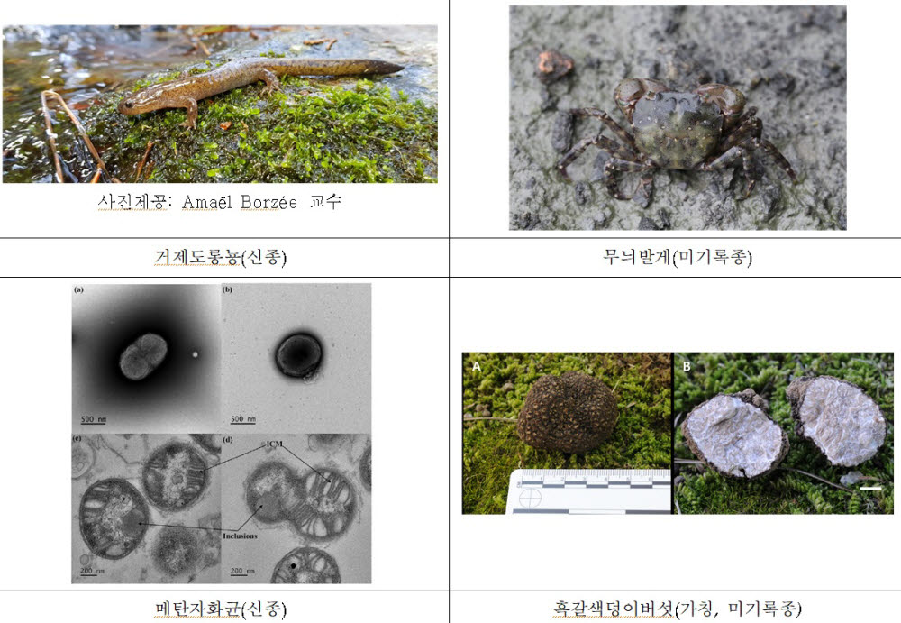 새로 추가된 생물종 사진