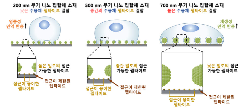 무기 나노 집합체 소재 크기 조절을 통합 펩타이드 접근성 제어 개요도. 사진=강희민 고려대 교수