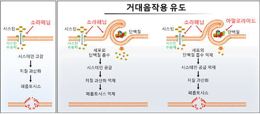 소라페닙과 거대음세포작용 억제제의 병용 효과의 개념도