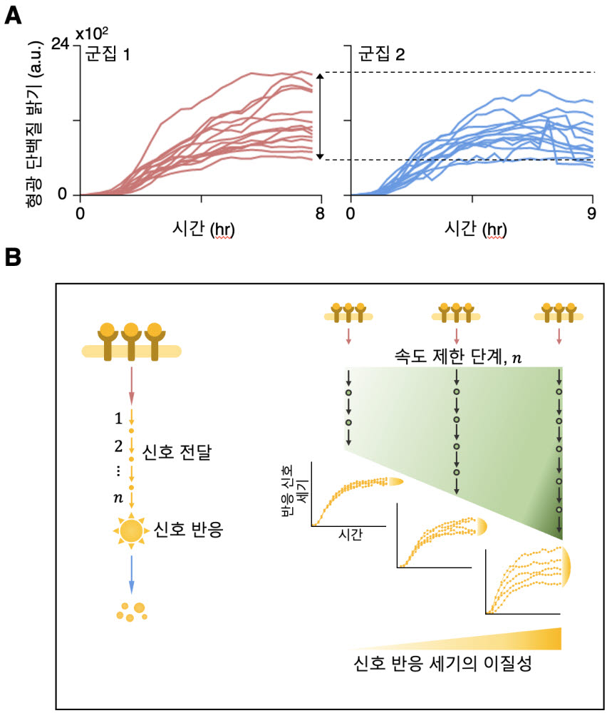 (A) 항생제 투여 후 시간에 따른 대장균 (E. coli) 반응 신호의 세기를 형광 단백질을 통해 측정한 시계열 자료. 두 군집에서 신호 세기의 이질성이 관측되며 그 크기가 서로 다르게 나타난다. (B) 연구 결과 도식. 신호 전달에 관여하는 속도 제한 단계의 수가 많아질수록 최종적으로 반응하는 신호의 세기의 이질성이 커진다.