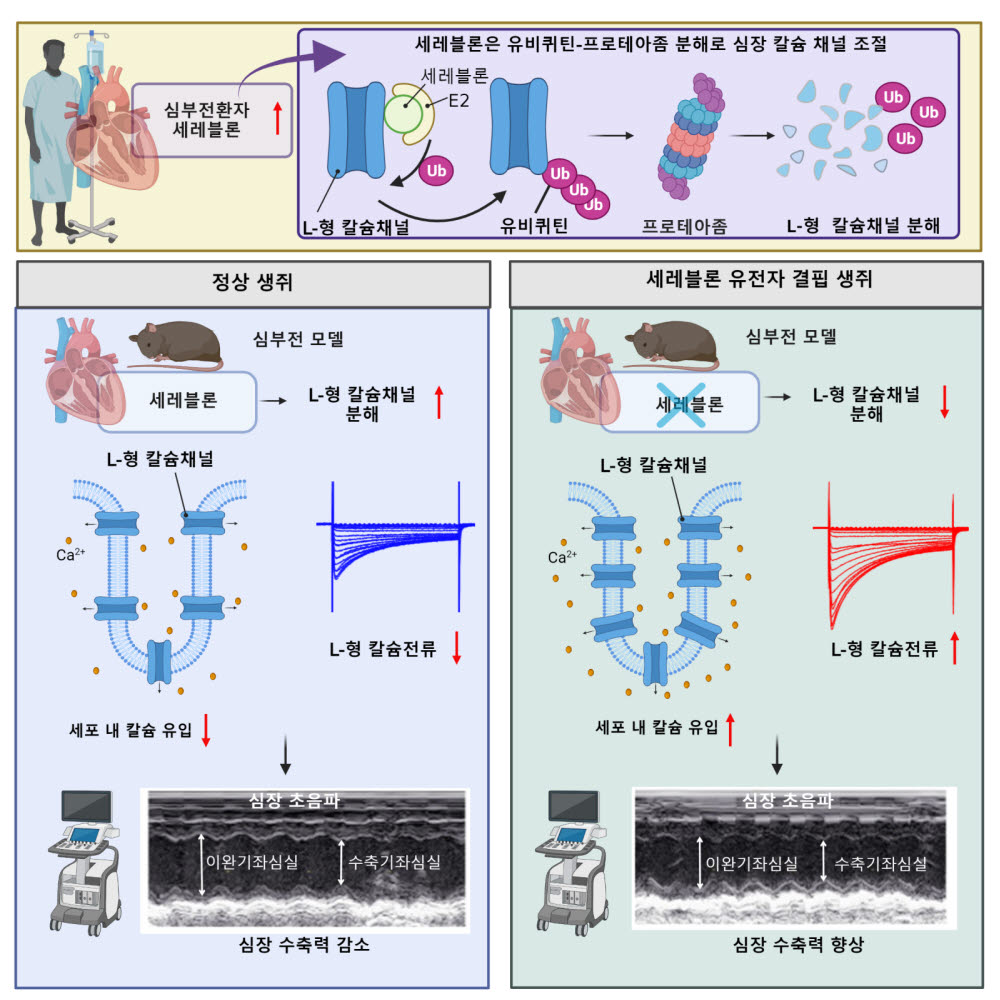 세레블론과 L-형 칼슘채널의 병리학적 조절 기전과 심장 수축기능 개선 효과