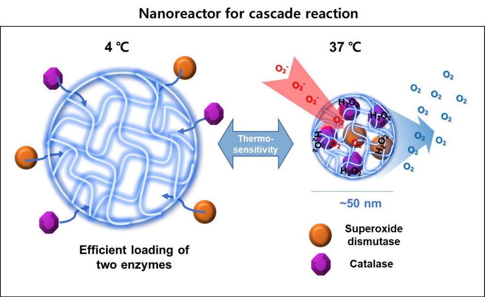 2종의 항산화효소를 간단한 온도 조절 반응을 통해 고효율로 나노전달체에 동시포집.