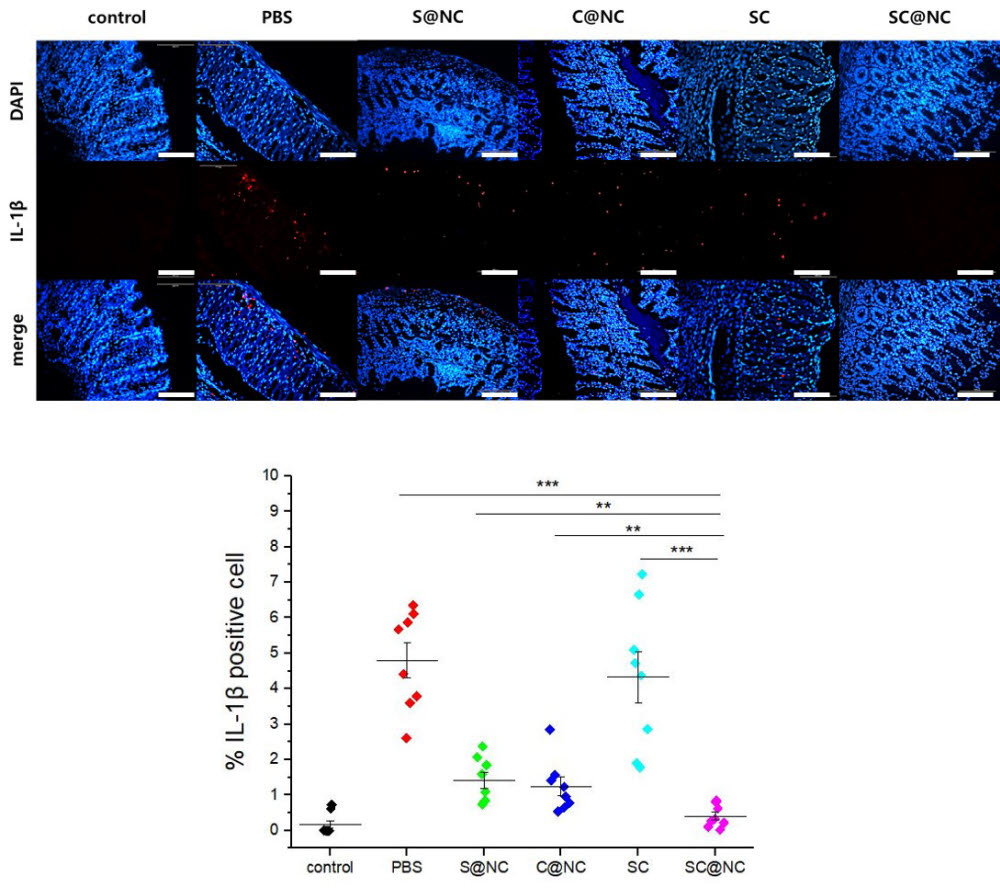 염증성 장질환(IBD) 모델의 결장(colon) 조직에서의 나노반응기에 의한 염증 유발 단백질, IL-1β 발현비교를 통한 염증치료 효과 확인.