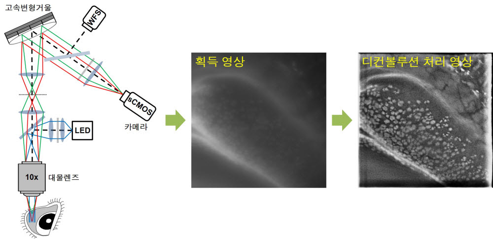 쥐 결막을 예시로 한 영상 획득 및 영상처리 과정