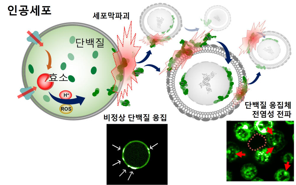 인공세포의 단백질 응고체 생성과 전파 과정 모식도