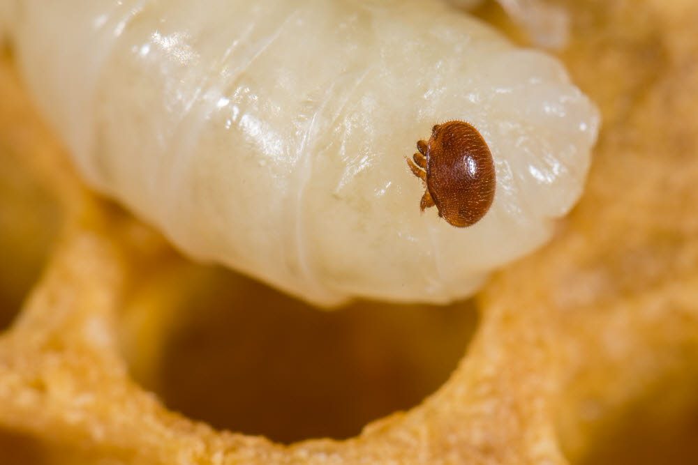 꿀벌 유충에 기생하는 꿀벌응애의 모습. (출처: Shutterstock)