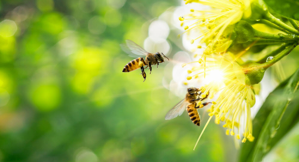 꿀벌은 100대 주요 작물 중 71종의 수분 작용을 돕고 있어 꿀벌이 사라지면 인류에게 큰 위협이 된다. (출처: Shutterstock)