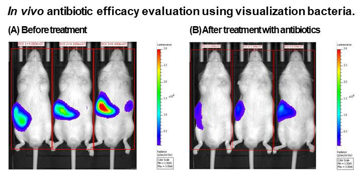 생체내 항생제 효과 실험 비교 사진. 항생제 처치 전후로 박테리아가 확연히 줄어든 모습을 이미지 모니터링으로 확인할 수 있다. 실험동물을 죽이지 않고 이미징 모니터링으로 약물효과를 비교할 수 있는 기술이다.