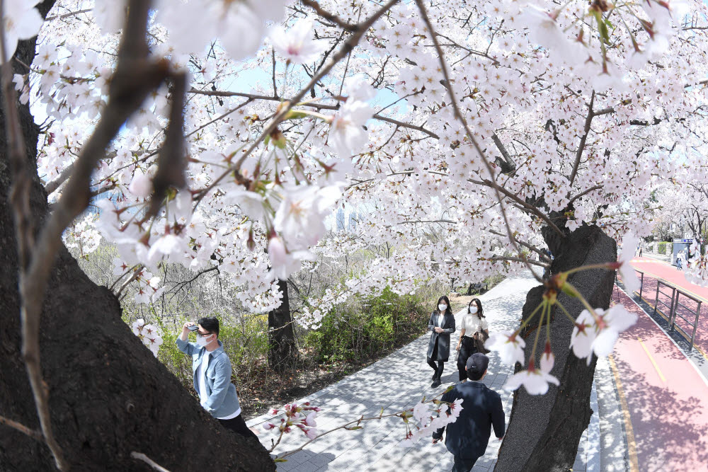 '벚꽃 명소' 여의도 벚꽃길, 3년 만에 개방