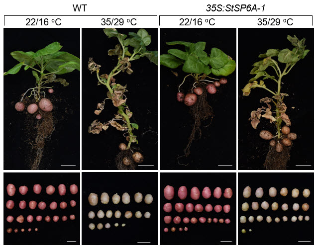 StSP6A 유전자의 발현량을 높인 감자 식물에서의 온도에 따른 수확량 비교