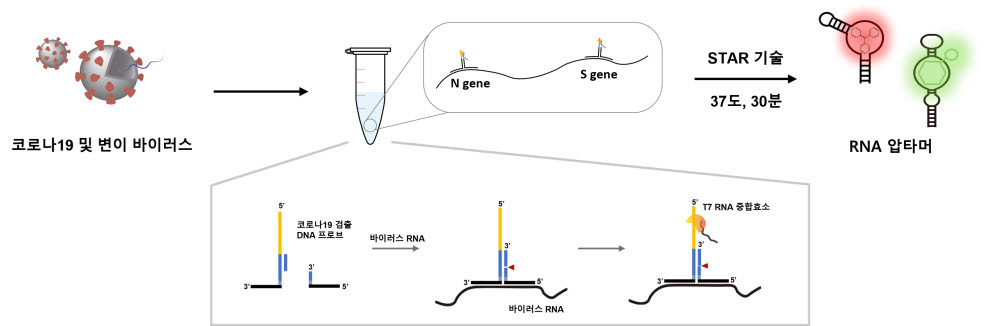 코로나19 및 변이 바이러스 신속 검출을 위한 신규 등온핵산증폭기술 모식도. 사진=박기수 건국대 교수