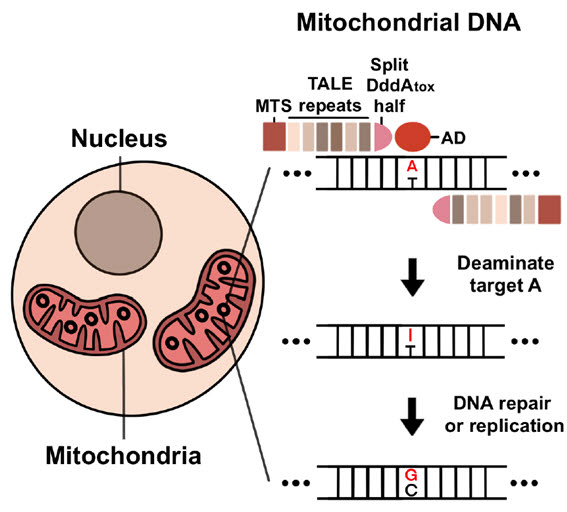 미토콘드리아 내부로 전달된 TALED가 아데닌(A)의 탈아민화 반응을 일으켜 이노신(I)으로 바꾼다. 이후 DNA 수선 과정 또는 복제 과정을 거쳐 최종적으로 구아닌(G)로 치환되게 된다.