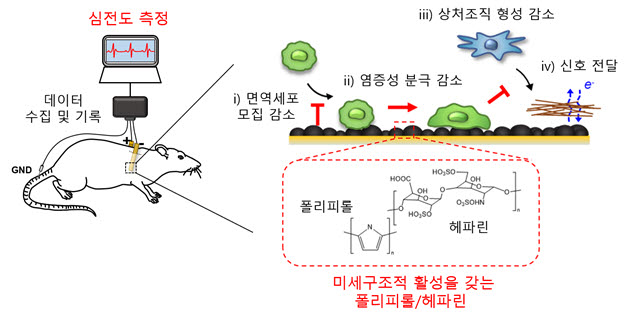 장기 안정성을 가지는 표면 미세구조의 폴리피롤/헤파린 전극. 사진=이재영 GIST 교수