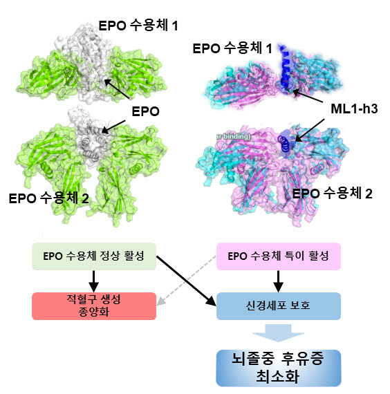 분자모델링 기법을 이용해 EPO 수용체 활성화 구조를 변형시켜 기능을 조절함으로써 부작용을 최소화한 뇌졸중 치료 펩타이드 개발 개념도