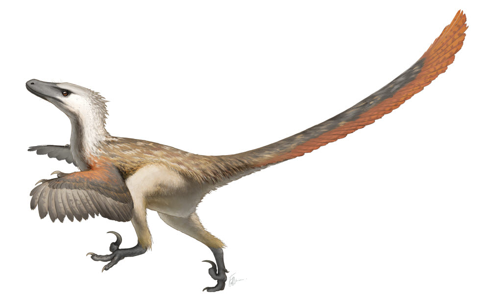 벨로키랍토르는 팔뿐만 아니라 몸 전체에 깃털이 있었을 가능성이 높다고 알려진 대표적인 깃털 공룡이다. 사진은 벨로키랍토르의 복원도. (출처: 위키미디어)