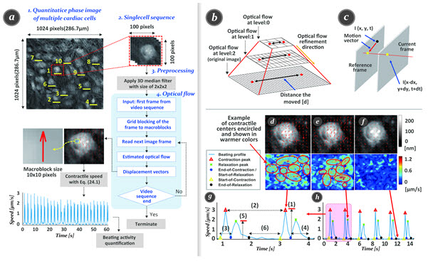 홀로그래피 이미징 기술과 고밀도 광학흐름 기법 결합 기반 유도만능줄기세포로부터 얻어진 심장근육세포들의 움직임을 단일세포 단위로 실시간 추적함으로써 심장근육세포 수축운동 등 운동성 특성을 보다 세밀하게 자동 분석하는 시스템 개념도