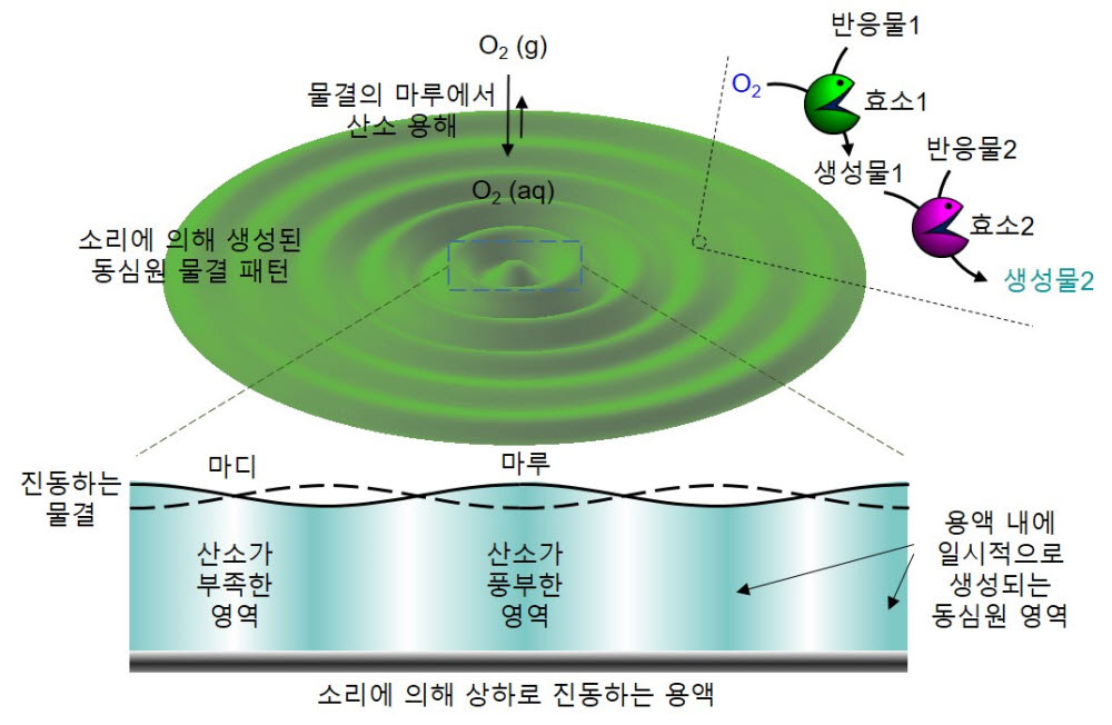 소리를 이용한 다단계 효소반응의 조절