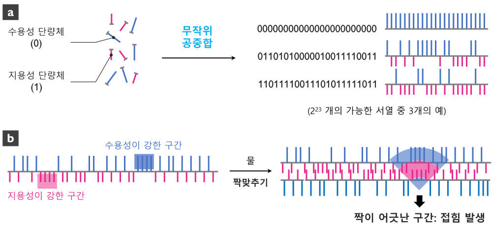 수용성 부분과 지용성 부분이 무작위하게 배열된 고분자의 합성 과정과 가능한 서열의 예시