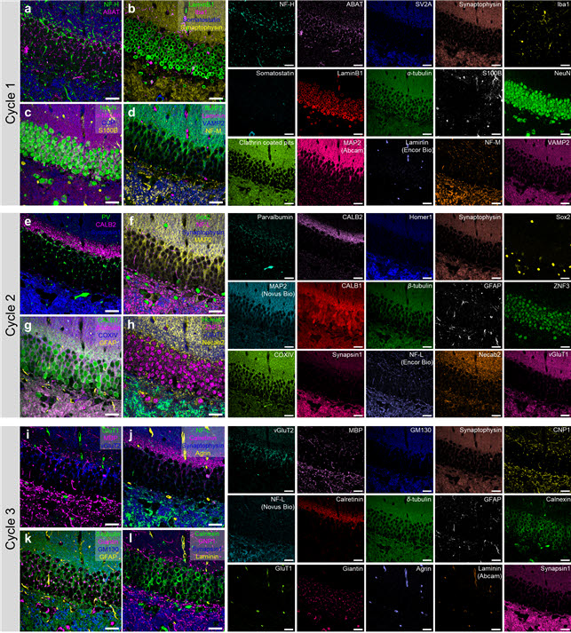 KAIST 연구진이 PICASSO 기술을 활용해 쥐 뇌 해마 영역을 45컬러 이미징한 사진. 피카소는 한번에 네 종류의 생체분자만을 관찰할 수 있었던 기존 형광현미경 기술의 10배 이상 다분자 탐지 성능을 지녔다.