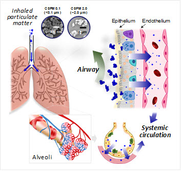 생체내 주입된 초미세먼지와 나노미세먼지 모델물질의 이동 경로 모식도