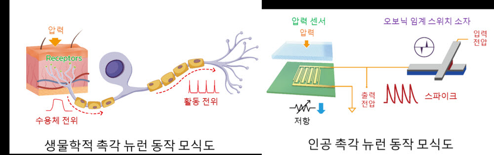 생물학적 촉각 뉴런과 본 연구에서 개발한 인공 촉각 뉴런 소자의 동작 비교 모식도