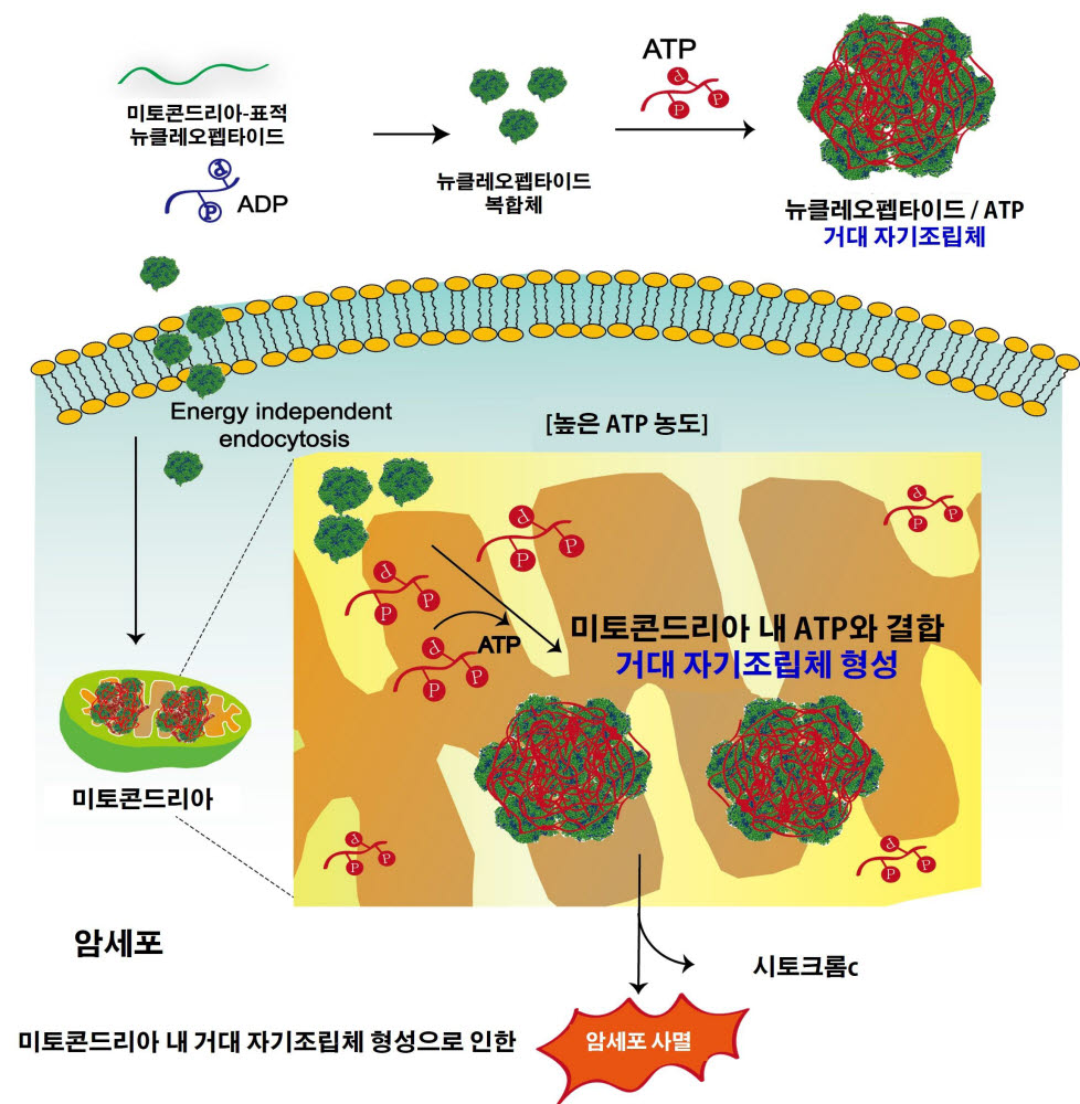 자기조립 항암 유도 물질 작동원리.