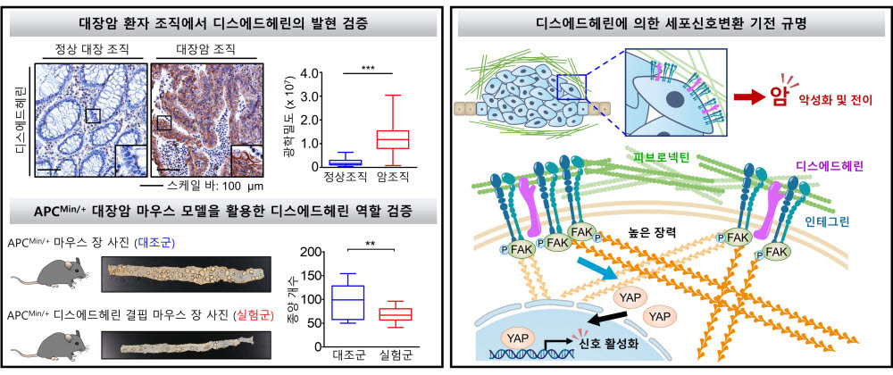 디스에드헤린에 의한 세포신호변환 기전 규명.왼쪽은 환자의 정상조직보다 암조직에서 디스에드헤린의 발현을 높은 것을 관찰할 수 있으며 오른쪽은 디스에드헤린이 피브로넥틴과의 결합하여 포칼 어드히젼 키나아제와 얍과 같은 세포신호변환 기전을 활성화를 함으로써 암의 악성화 및 전이를 일으킨다는 것을 보여주고 있다.