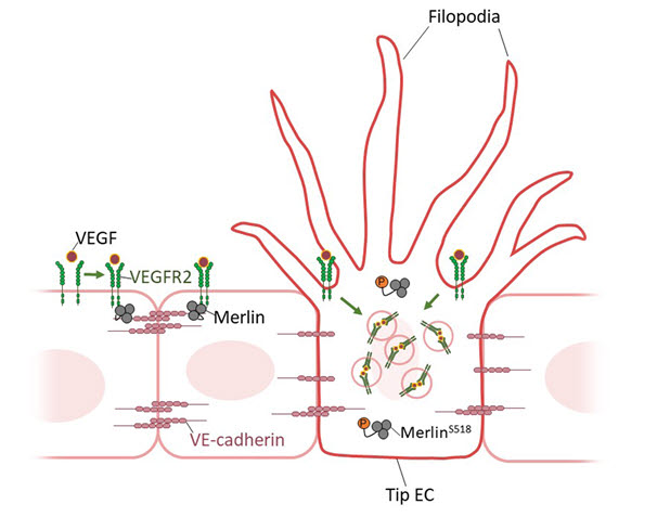 혈관신생 과정에서 첨단세포 활성화를 조절하는 Merlin의 수문장 역할.