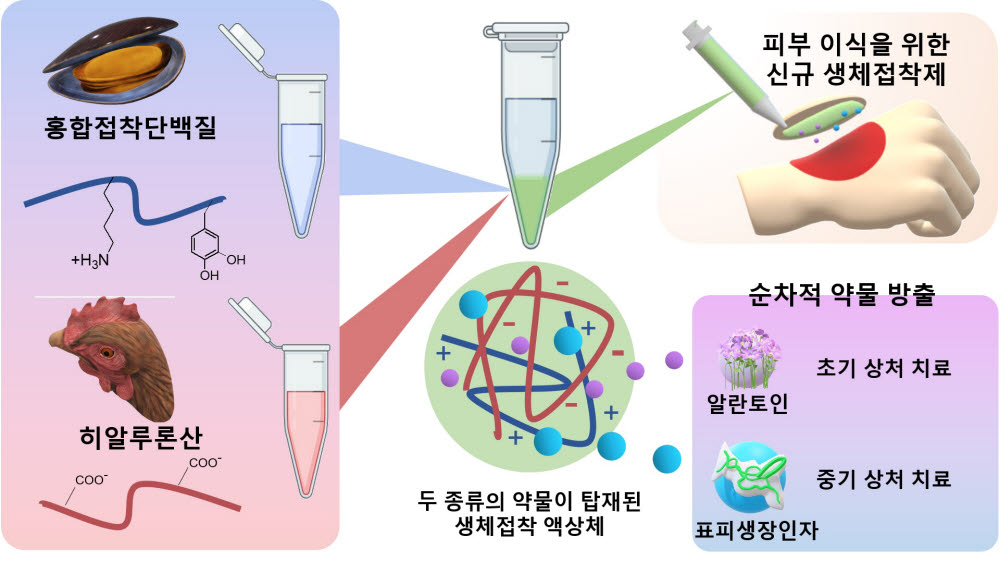 상처 치료용 이중 약물(알란토인, 표피생장인자)을 탑재, 방출 가능한 홍합접착단백질 소재 기반 무봉합 피부 이식용 의료접착제 모식도