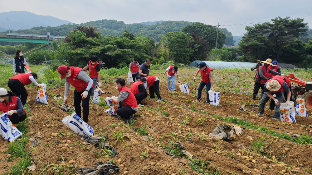 한국디자인진흥원 임직원들이17일 경기도 안성시에서 영농철을 맞이해 감자 농가 일손 돕기 봉사활동에 참여했다.