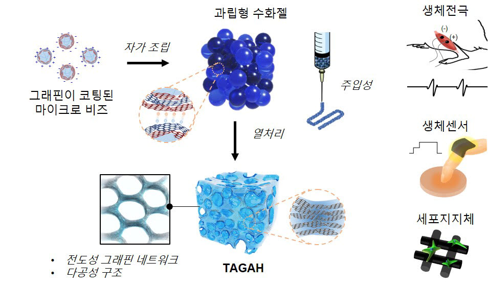 그래핀 네트워크가 포함된 전도성 수화젤 개발 및 의공학적 응용분야 모식도.