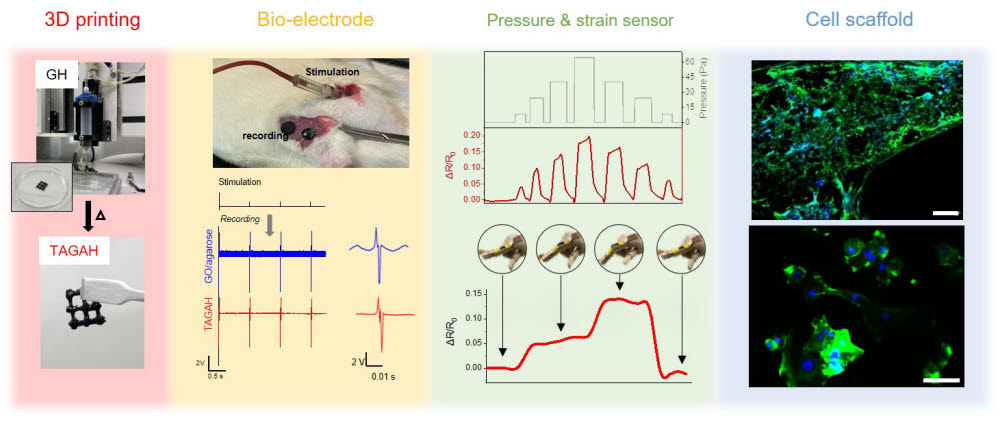 3D 프린팅, 생체 전극, 생체 센서, 세포 지지체 등 실제 의공학적 응용분야에 활용한 결과.
