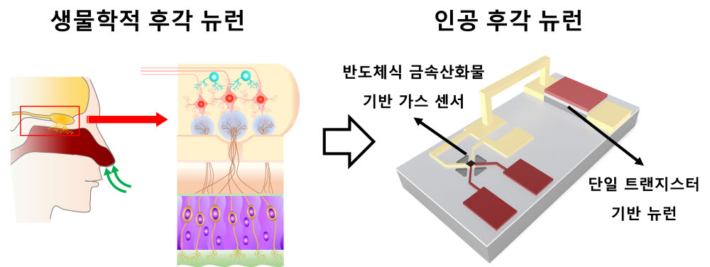 인간 후각 뉴런을 모방한 뉴로모픽 반도체 모듈 개념도.