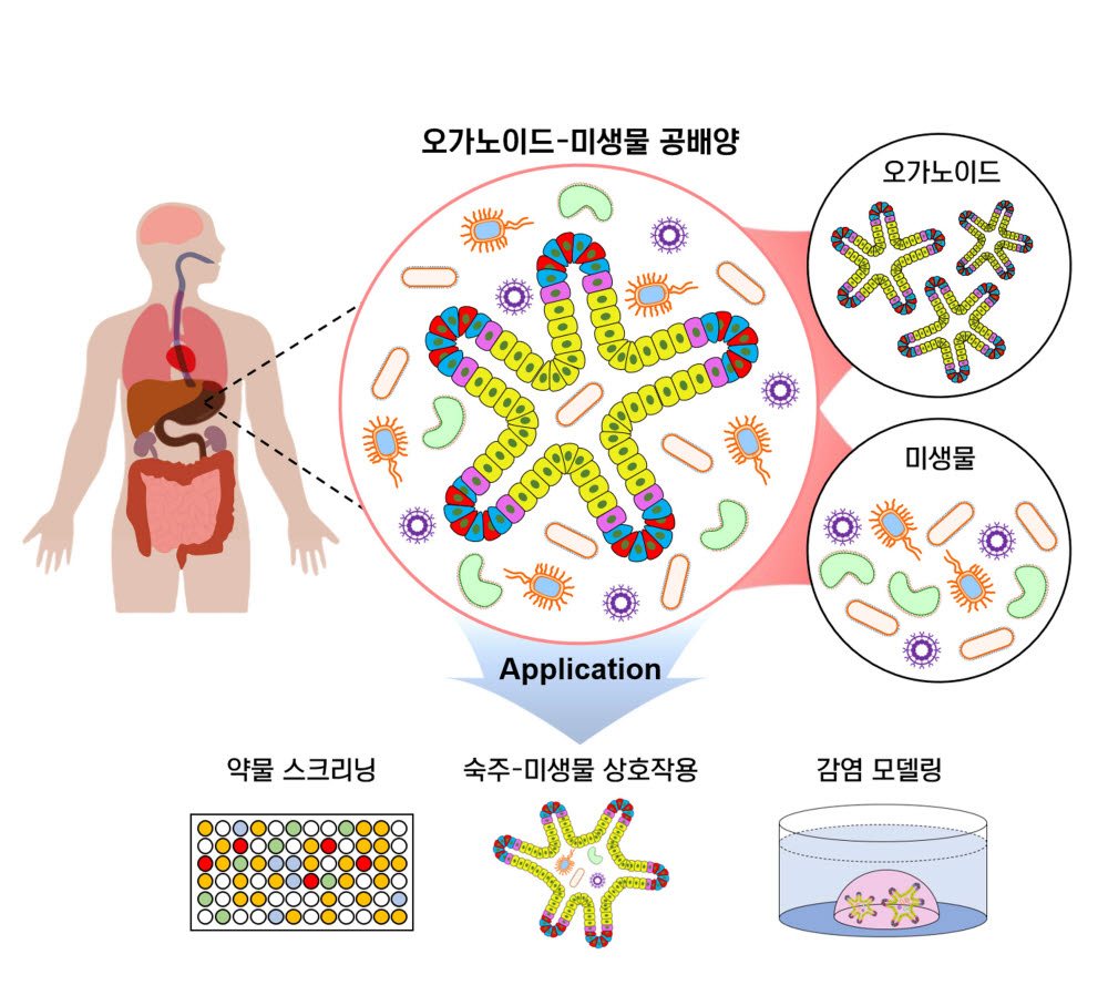 오가노이드-미생물 공배양 모델 및 적용분야에 대한 모식도