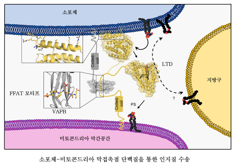 세포 소기관인 미토콘드리아와 소포체 간 인지질 수송 원리.