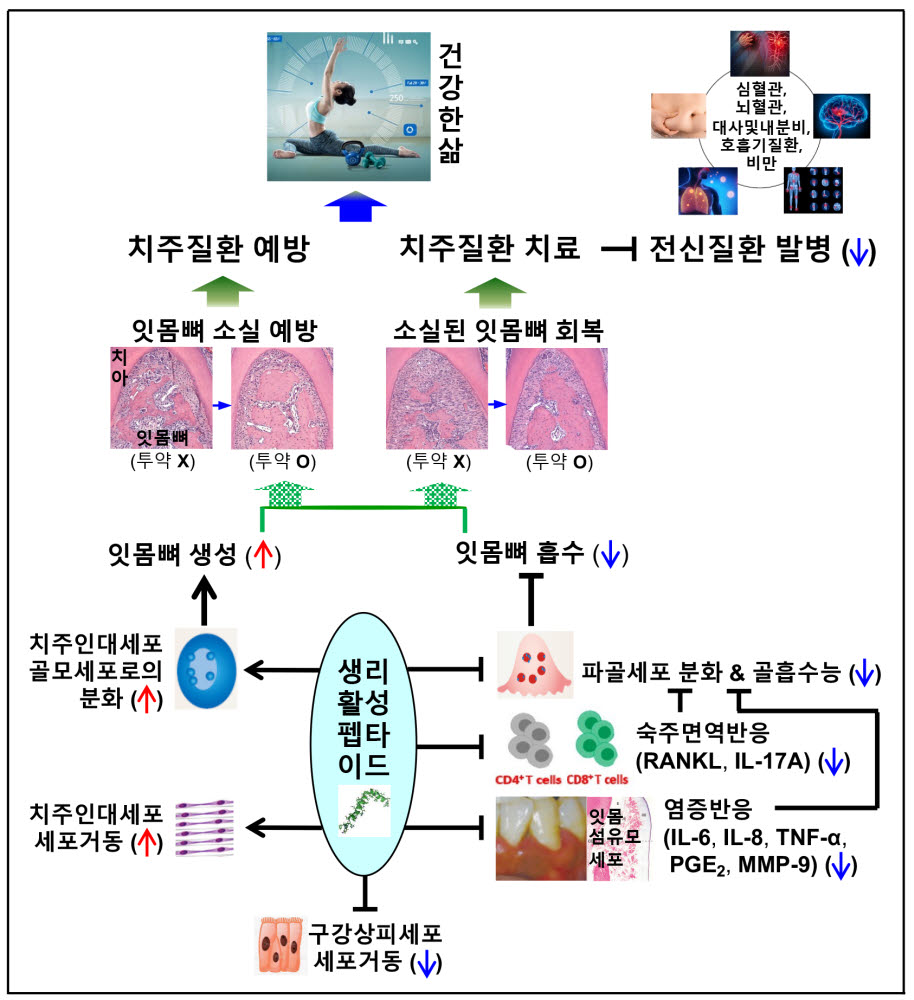 생리활성 펩타이드에 의한 잇몸뼈 소실 억제 및 소실된 잇몸뼈 회복에 대한 작용기전 모식도. 사진=민병무 서울대 명예교수