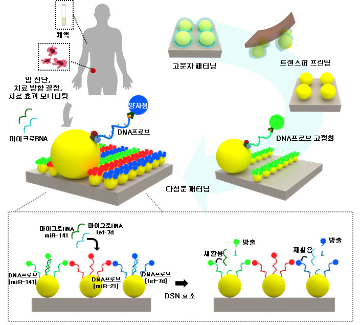 마이크로RNA 다중 검출을 위한 다색 양자점 어레이(PQDA) 모식도