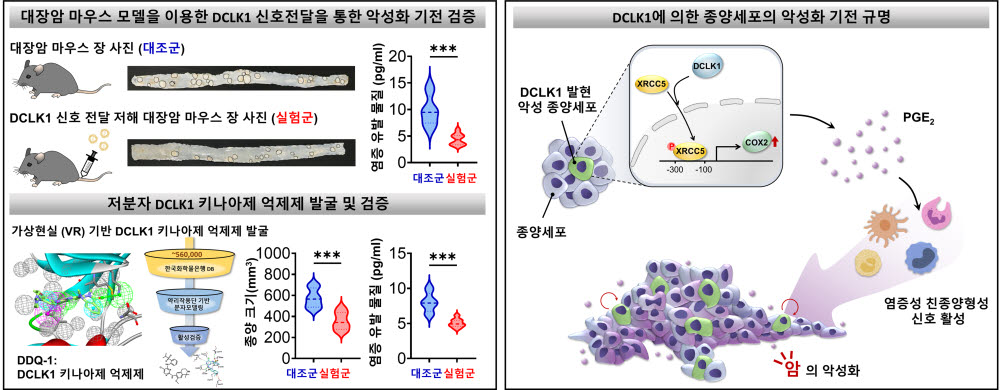 남정석 GIST 연구팀이 DCLK1에 의한 암의 악성화 기전 규명. 왼쪽은 대장암 마우스 모델에서 DCLK1 신호 전달 매개체의 발현 또는 키나아제 활성 억제시 형성되는 종양의 수가 감소했으며, 염증 유발 물질(PGE2) 분비 또한 감소한 것을 보여줌. 오른쪽은 악성종양 특이적으로 발현하는 DCLK1이 XRCC5를 인산화시켜 염증성 효소인자인 COX2의 발현을 증가시킴을 통해 염증 유발 물질(PGE2)을 생성 및 분비헤 종양미세환경 내의 염증성 친종양형성 신호를 활성화시켜 암의 악성화를 유도한다는 것을 나타냄.