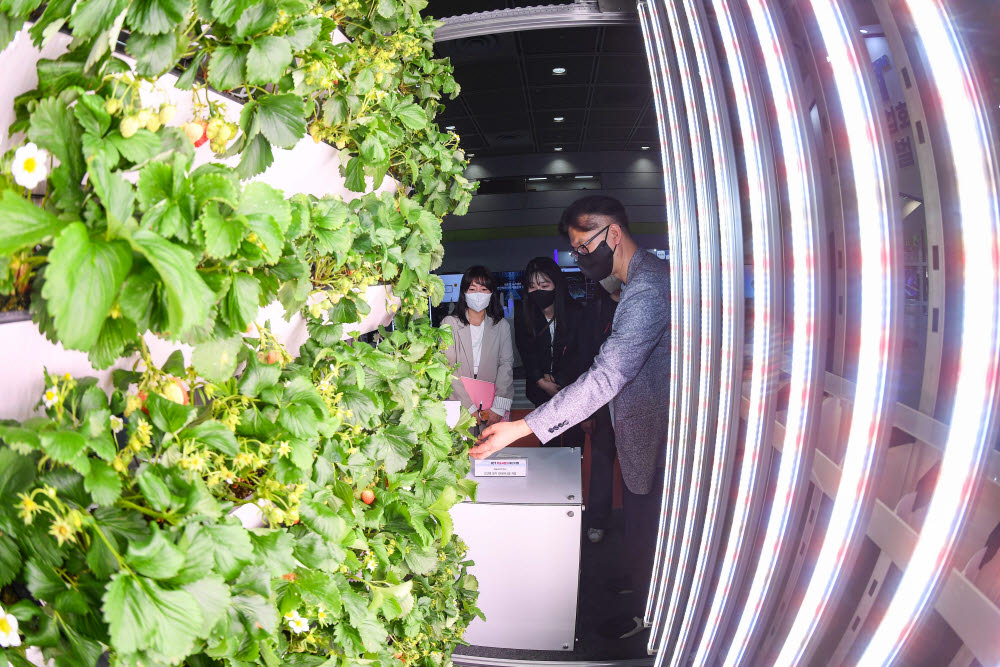 지난 달 열린 월드 IT쇼(WIS)에서 스마트팜 부스에서 관람객이 고단열 딸기 컨테이너팜을 살펴보고 있다.